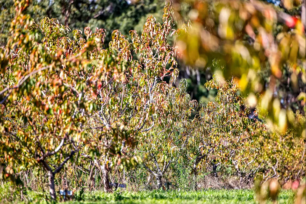 185  McNamaras Road, Sarsfield, VIC, 3875 - Image 24