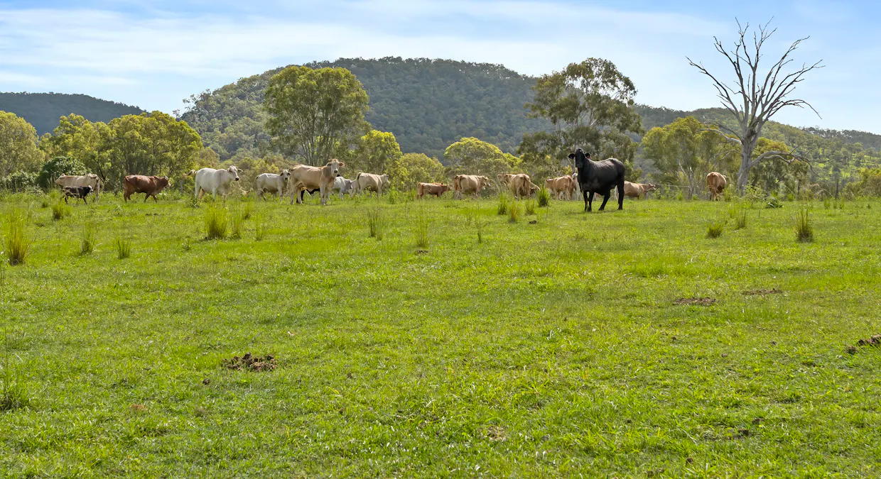 Lot 172 Gympie-Woolooga Road, Lower Wonga, QLD, 4570 - Image 9