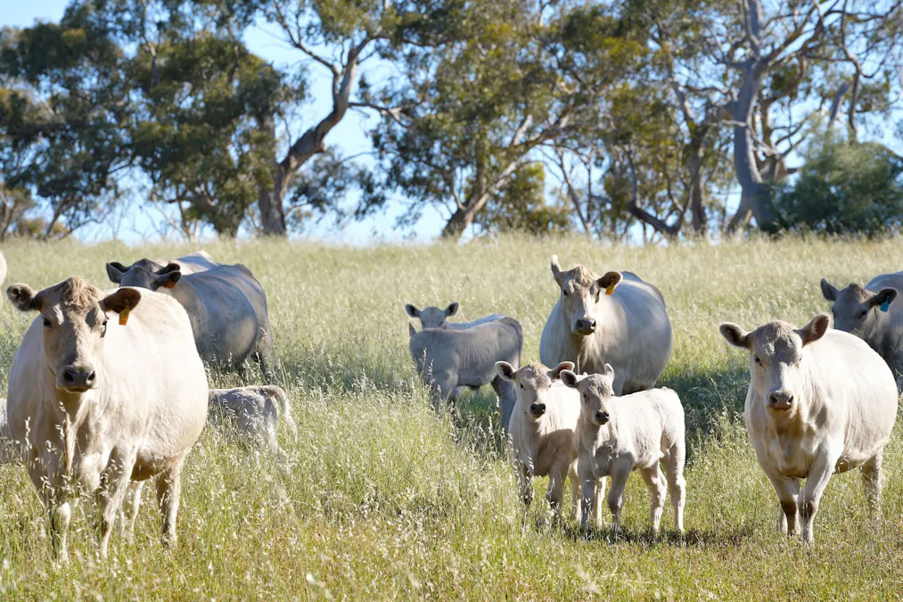 95 Fairfield Road, Penwortham, SA, 5453 - Image 2