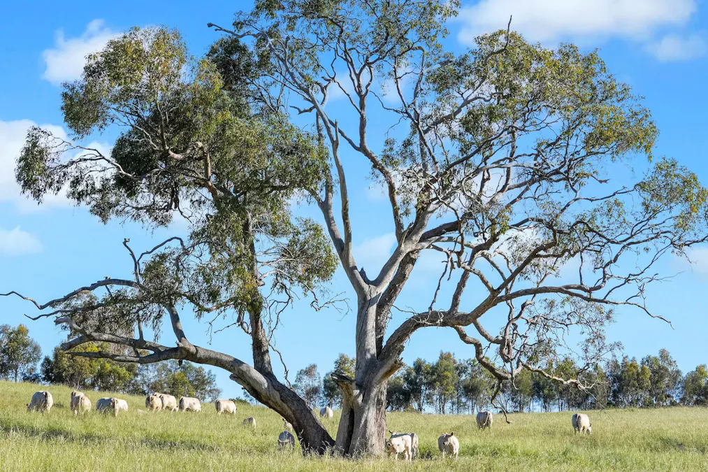 95 Fairfield Road, Penwortham, SA, 5453 - Image 5