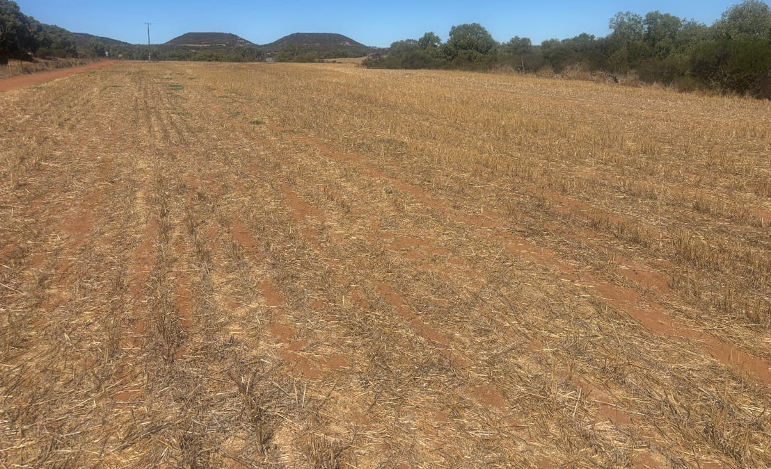 Lot 1 Giles Road, Moonyoonooka, WA, 6532 - Image 3