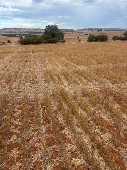 Lot 1 Giles Road, Moonyoonooka, WA, 6532 - Image 4