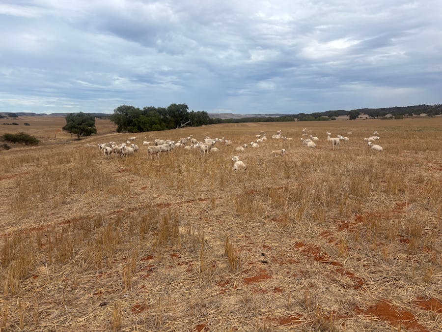 Lot 1 Giles Road, Moonyoonooka, WA, 6532 - Image 5