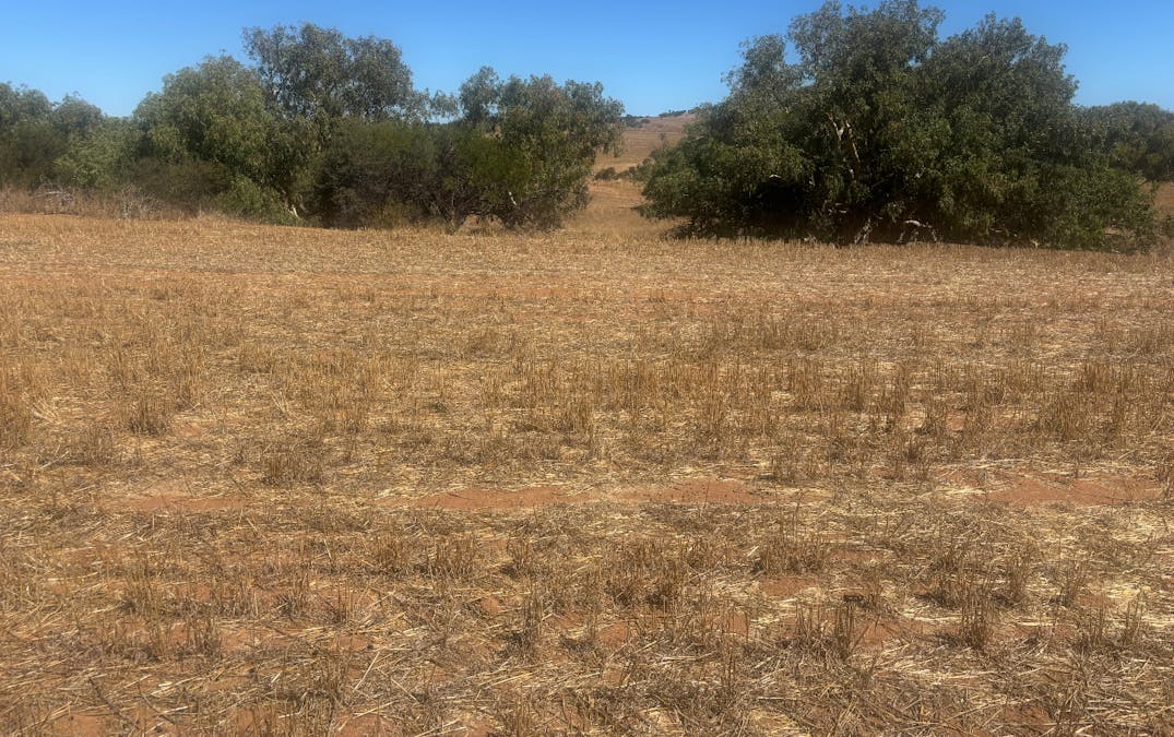 Lot 1 Giles Road, Moonyoonooka, WA, 6532 - Image 2