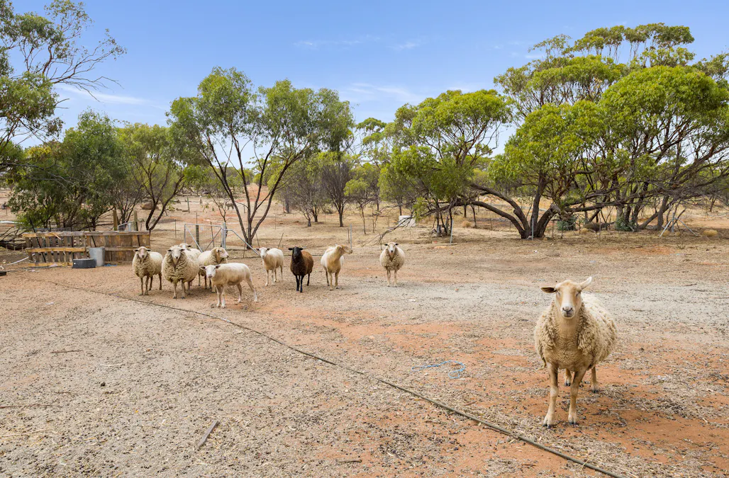 21 York Gum Drive, Goomalling, WA, 6460 - Image 24