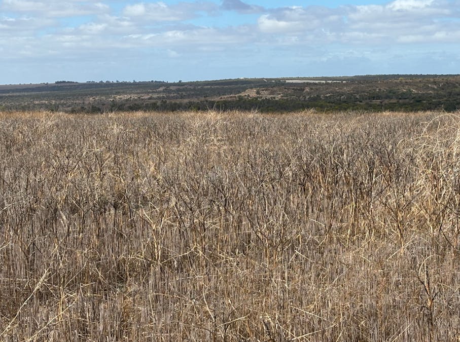 Lot 9678 Geraldton Mount Magnet Road, Wicherina, WA, 6532 - Image 7