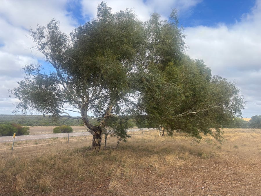 Lot 9678 Geraldton Mount Magnet Road, Wicherina, WA, 6532 - Image 8