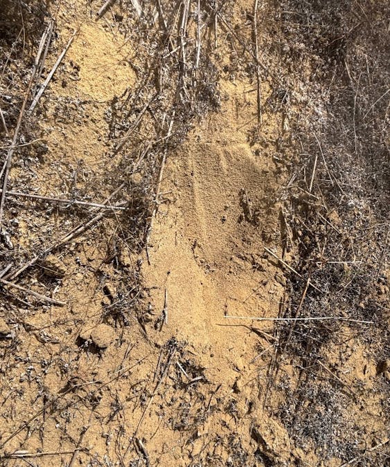 Lot 9678 Geraldton Mount Magnet Road, Wicherina, WA, 6532 - Image 12