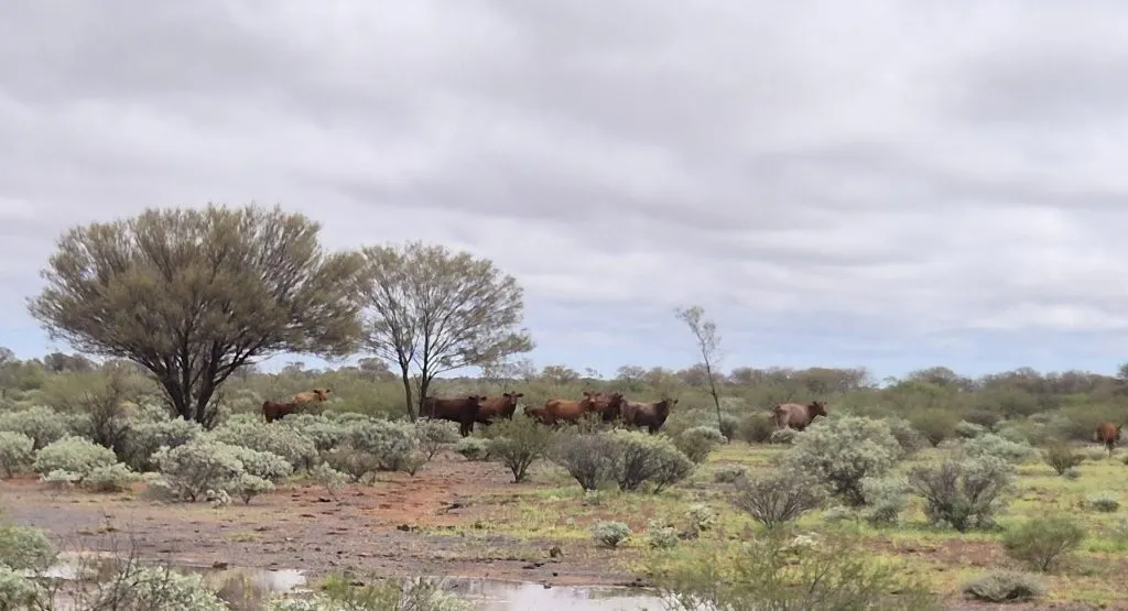 Wongawol , Wiluna, WA, 6646 - Image 4