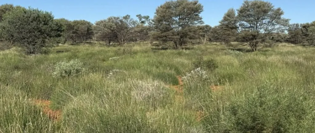 Wongawol , Wiluna, WA, 6646 - Image 14