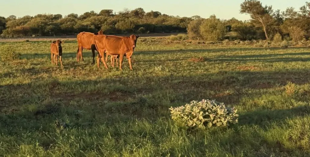 Wongawol , Wiluna, WA, 6646 - Image 19
