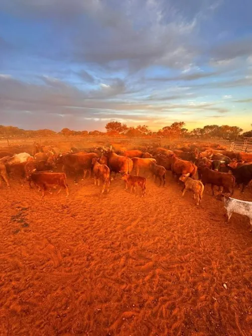 Wongawol , Wiluna, WA, 6646 - Image 20