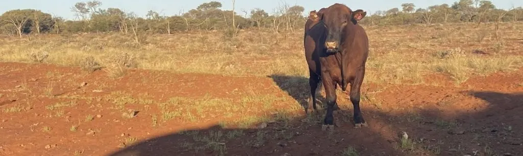 Wongawol , Wiluna, WA, 6646 - Image 22