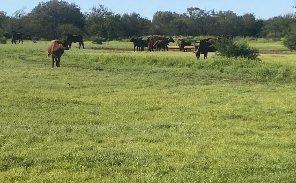 Wongawol , Wiluna, WA, 6646 - Image 25