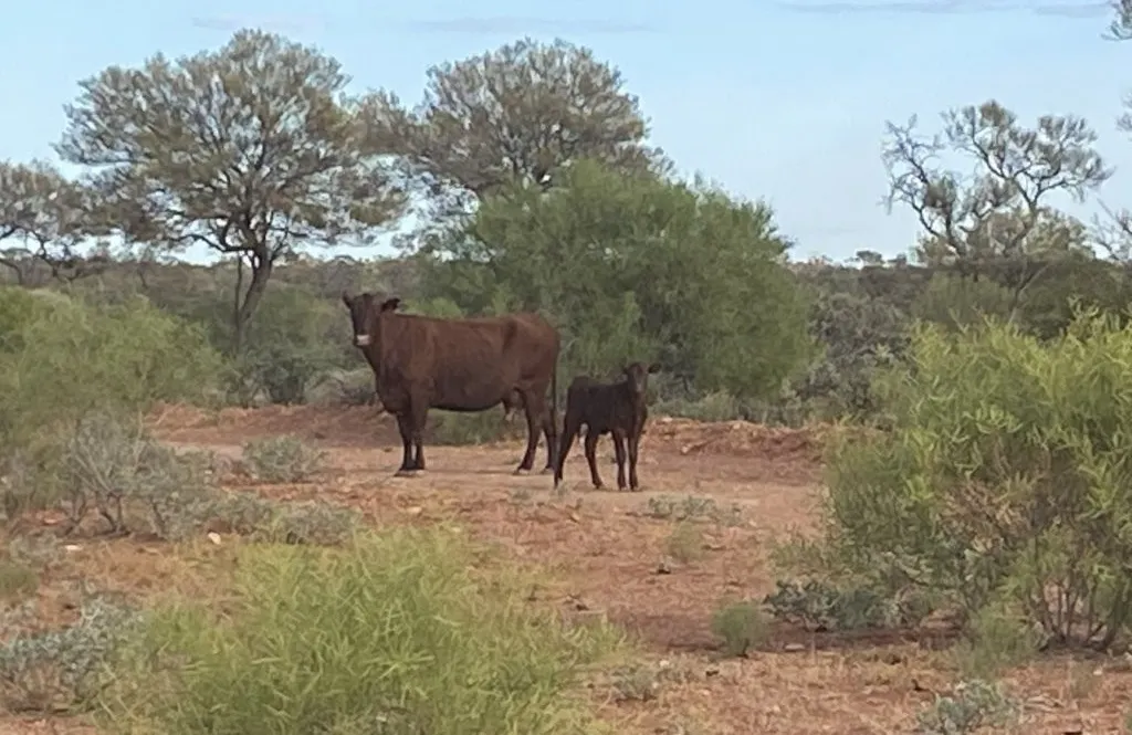 Wongawol , Wiluna, WA, 6646 - Image 27