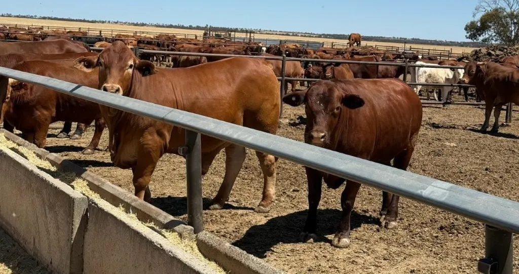 Wongawol , Wiluna, WA, 6646 - Image 1