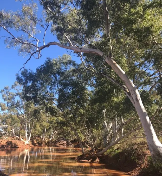 Wongawol , Wiluna, WA, 6646 - Image 33