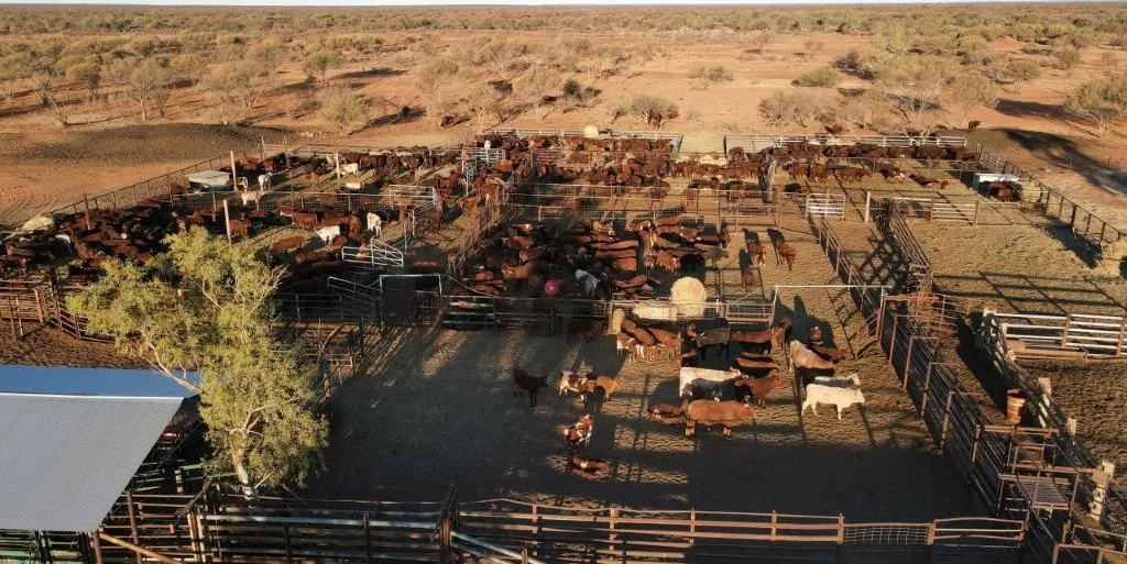 Wongawol , Wiluna, WA, 6646 - Image 8