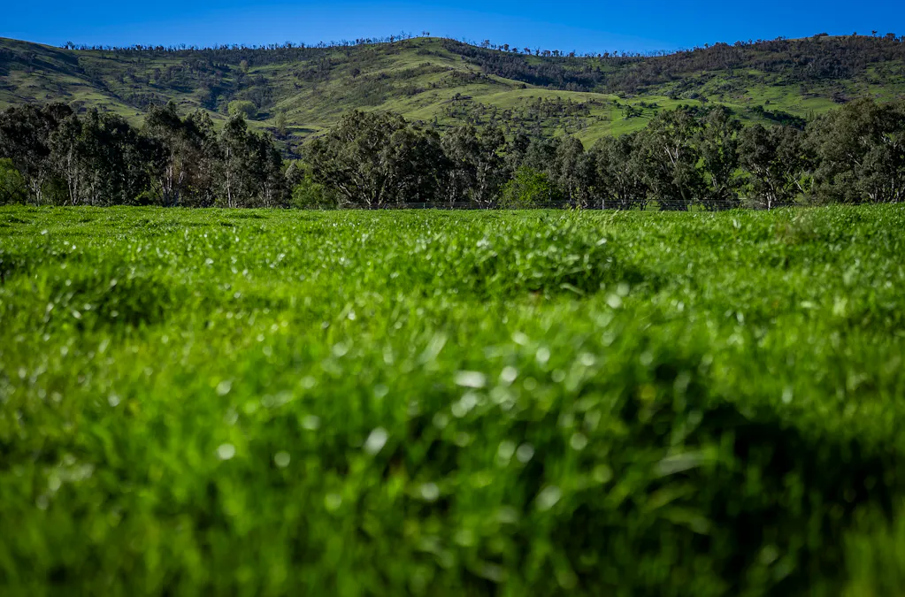 - Murray River Road, Pine Mountain, VIC, 3709 - Image 9