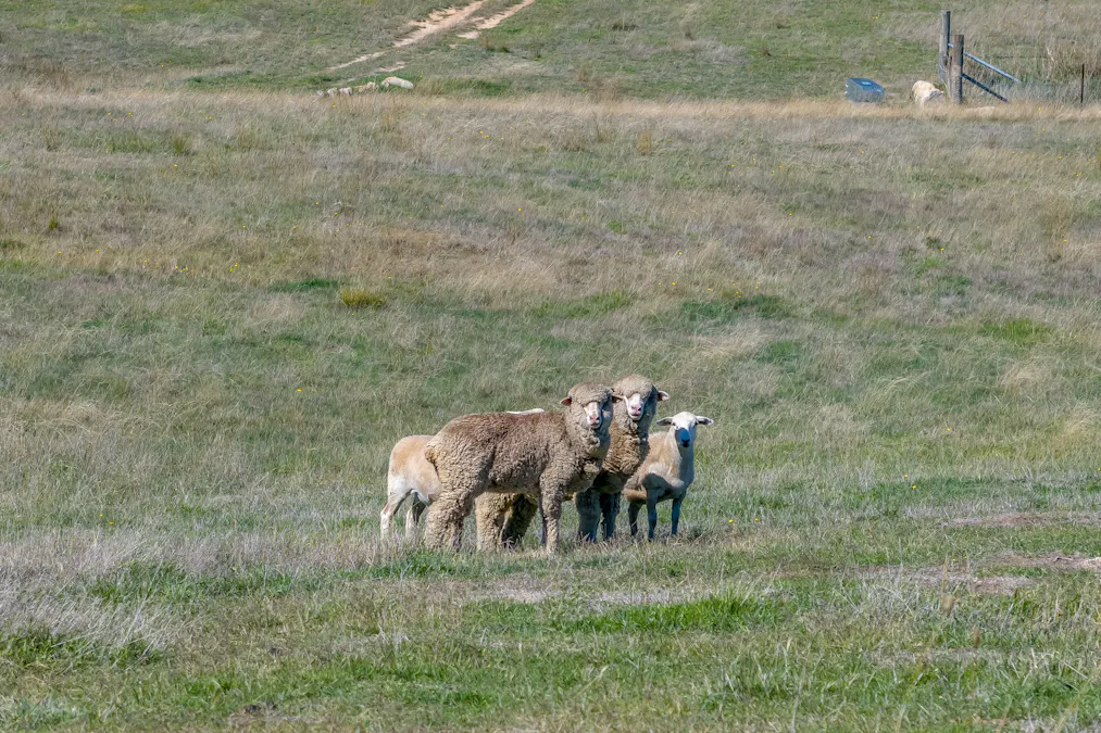 1873 Peelwood Road, Laggan, NSW, 2583 - Image 33