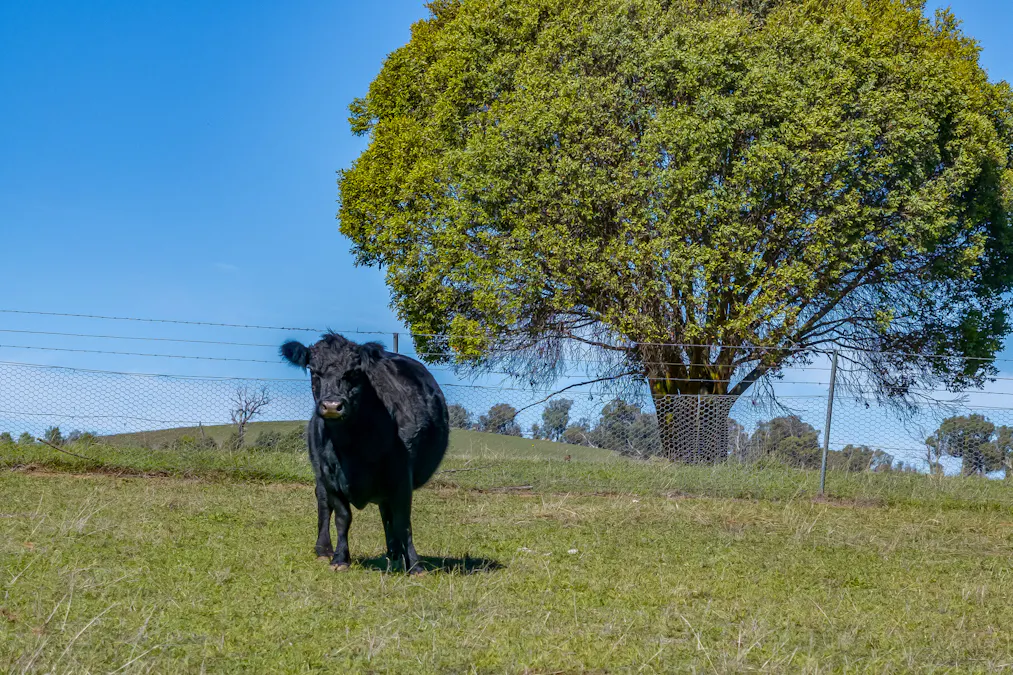 1873 Peelwood Road, Laggan, NSW, 2583 - Image 32