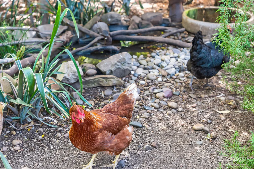 7 Luders Street, Mclaren Vale, SA, 5171 - Image 22