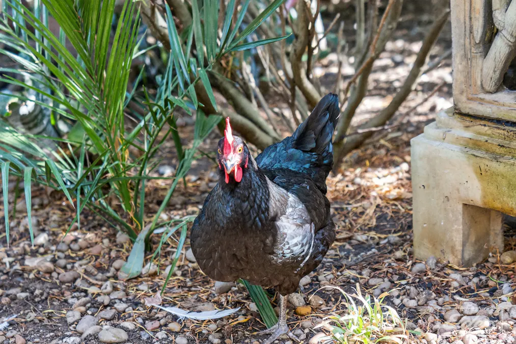 7 Luders Street, Mclaren Vale, SA, 5171 - Image 34