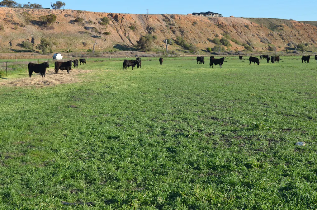 291 Murrawong Road, Murray Bridge, SA, 5253 - Image 19