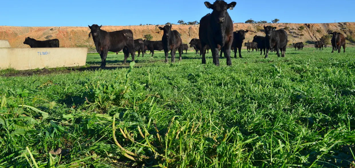 291 Murrawong Road, Murray Bridge, SA, 5253 - Image 5