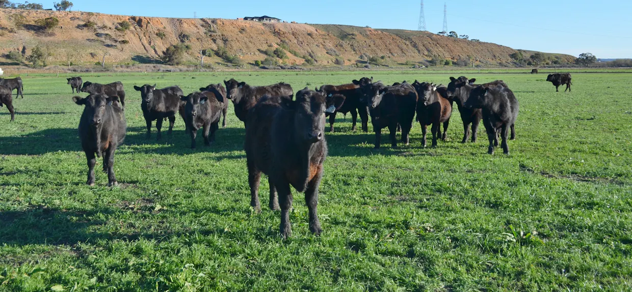 291 Murrawong Road, Murray Bridge, SA, 5253 - Image 20