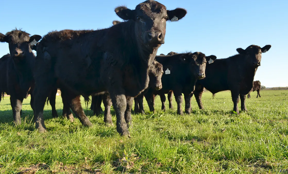 291 Murrawong Road, Murray Bridge, SA, 5253 - Image 21