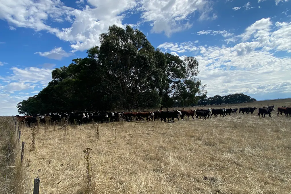 1621 Mount Napier Road, Gazette, VIC, 3289 - Image 30