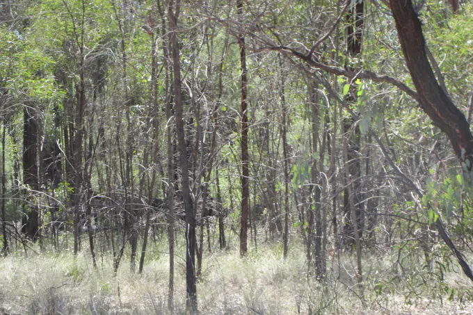 Lot 160 Lucky Road, Tara, QLD, 4421 - Image 1