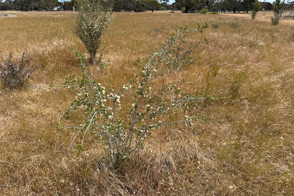 66 Paul Valley Road, Tambellup, WA, 6320 - Image 4