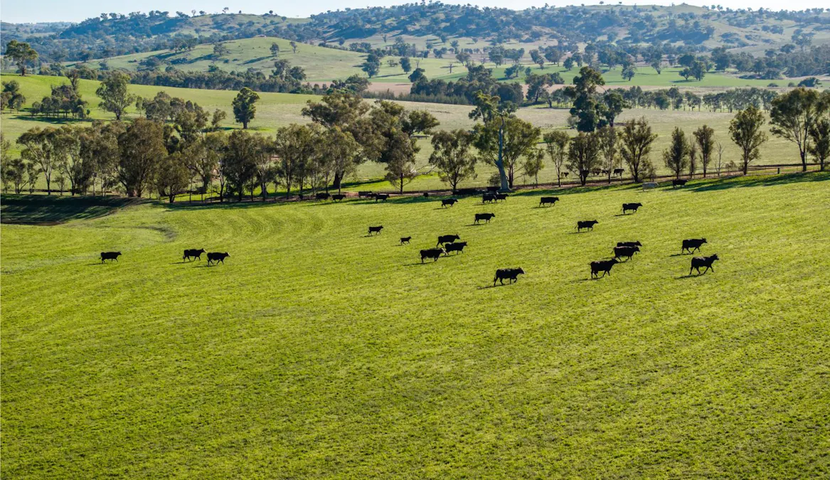 478 Illawong Road, Jugiong, NSW, 2726 - Image 20