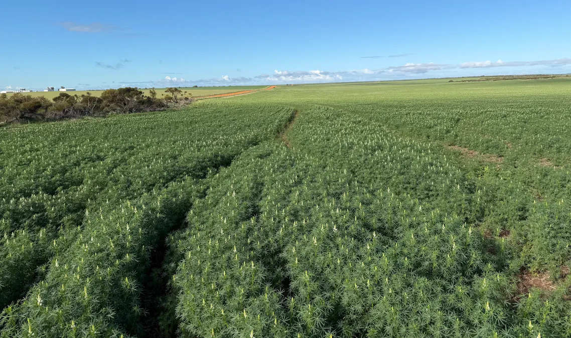 Lot 9683 Walkaway-Nangetty Road, Ellendale, WA, 6532 - Image 17