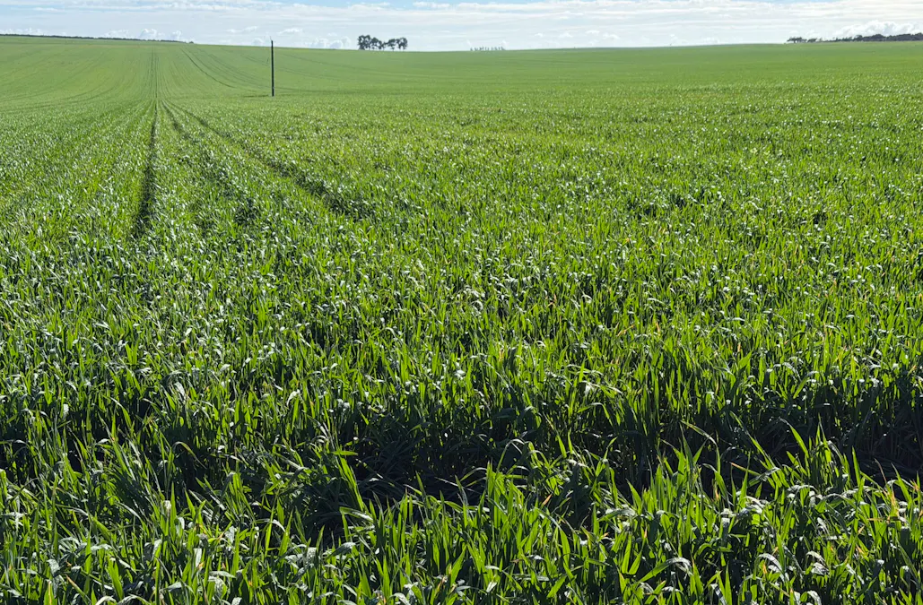 Lot 9683 Walkaway-Nangetty Road, Ellendale, WA, 6532 - Image 16
