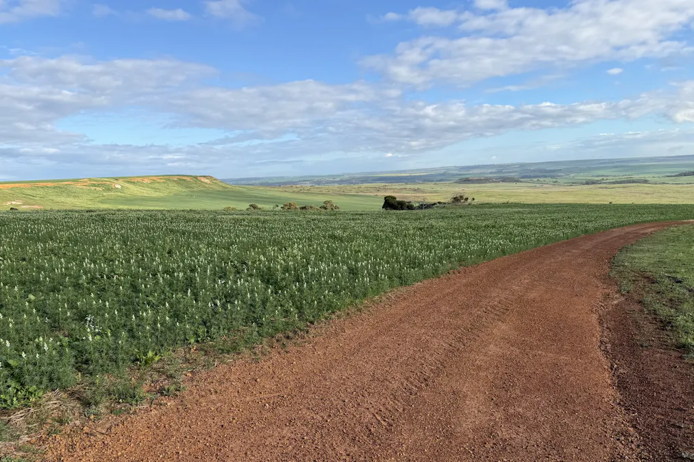 Lot 9683 Walkaway-Nangetty Road, Ellendale, WA, 6532 - Image 4