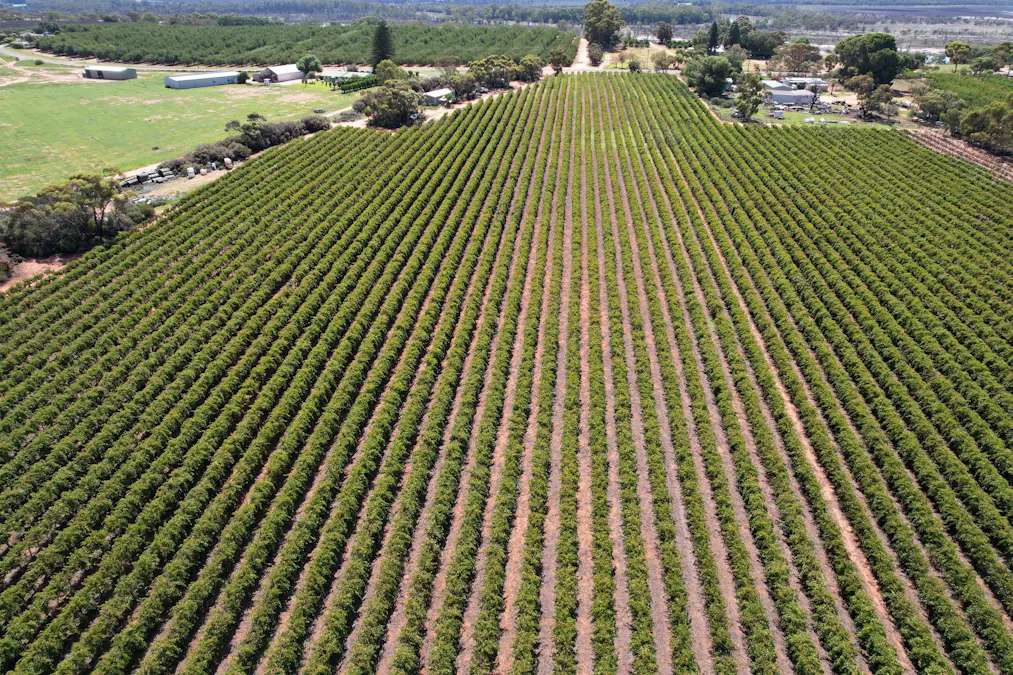 Lot 7 Pike Creek Road, Lyrup, SA, 5343 - Image 3