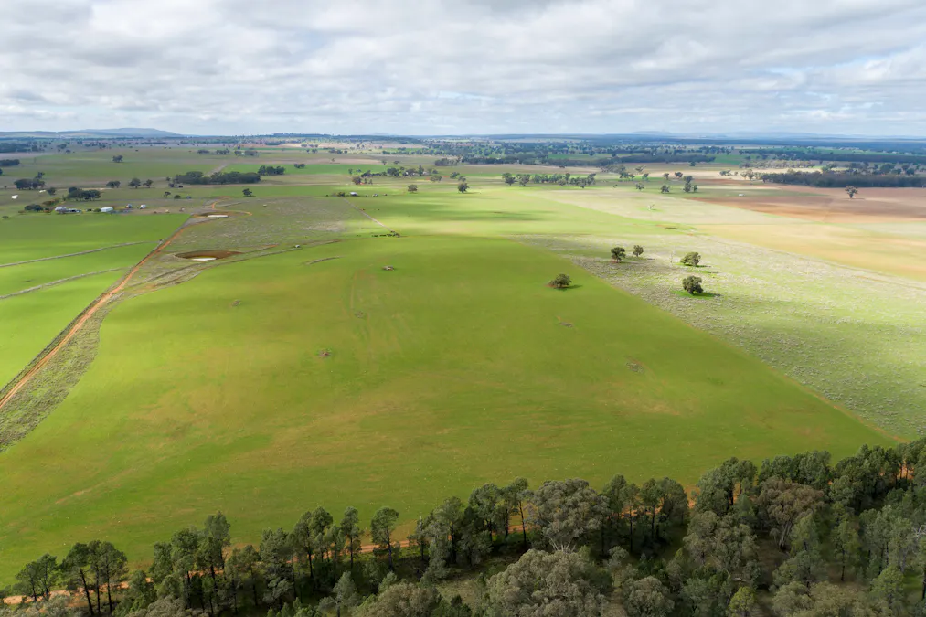 Caruba, 176 Uphills Lane, Purlewaugh, NSW, 2357 - Image 5
