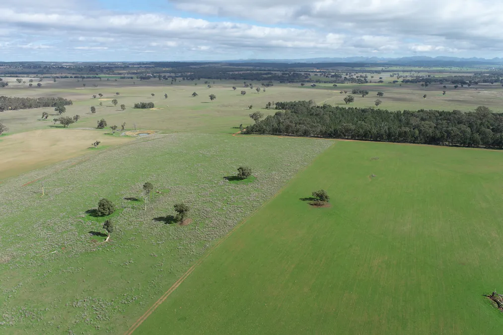 Caruba, 176 Uphills Lane, Purlewaugh, NSW, 2357 - Image 19