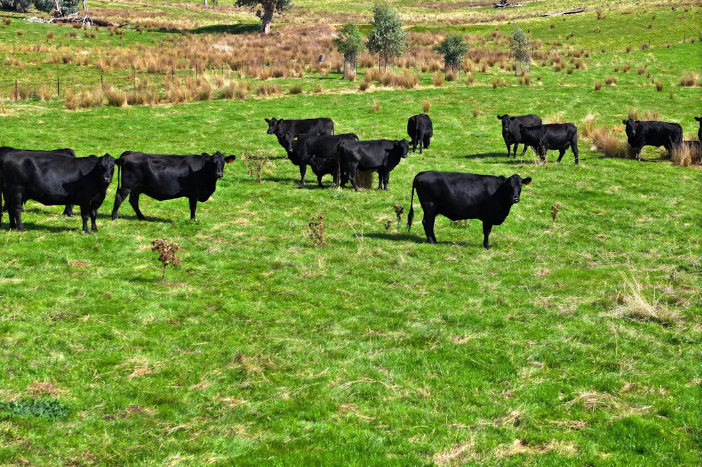 160 Carboor Upper Road, Carboor, VIC, 3678 - Image 5