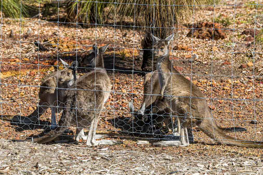 82 York Gum Drive, Chittering, WA, 6084 - Image 6