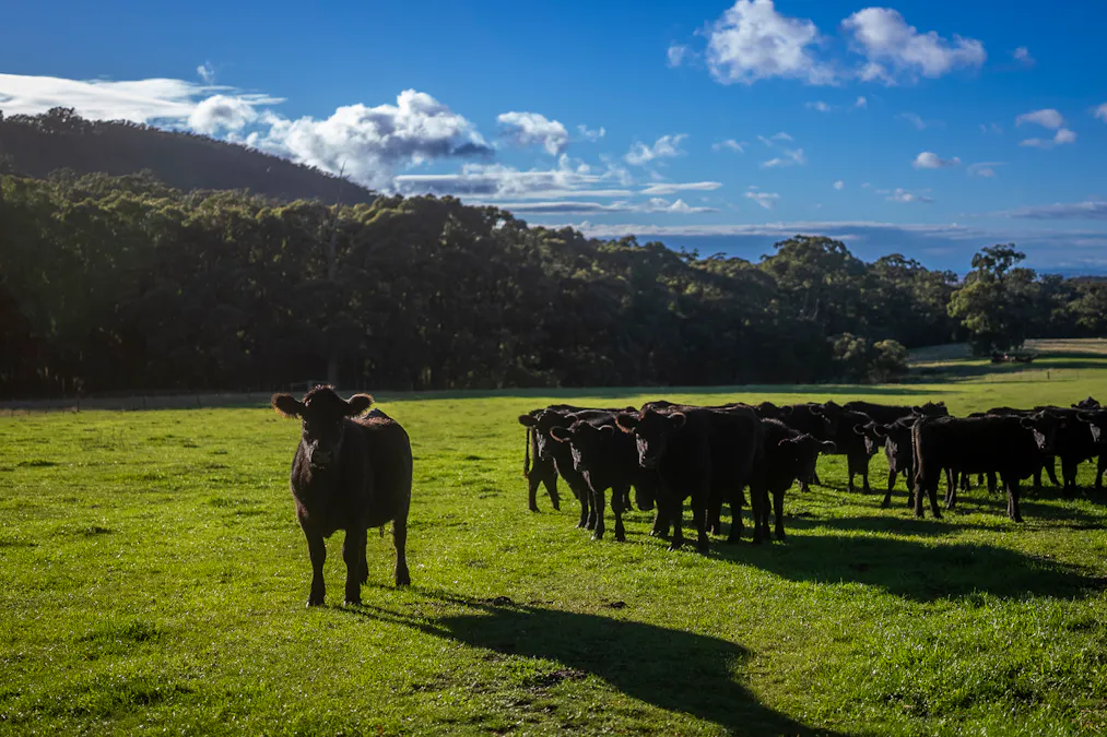 709 Mount Eliza Road, Kerrie, VIC, 3434 - Image 29