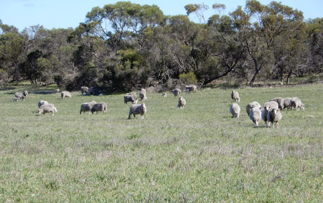 Netherton, SA, 5301 - Image 5