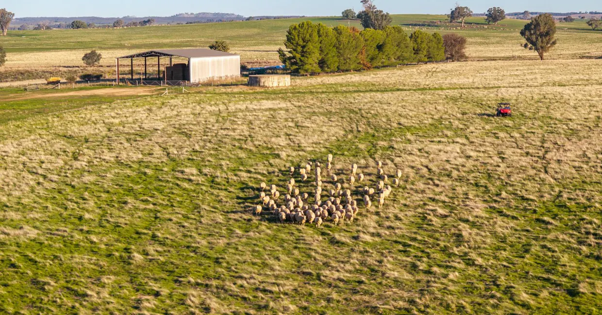 261 Paper Forest Road, Mangoplah, NSW, 2652 - Image 11