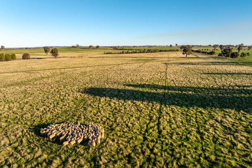 261 Paper Forest Road, Mangoplah, NSW, 2652 - Image 15