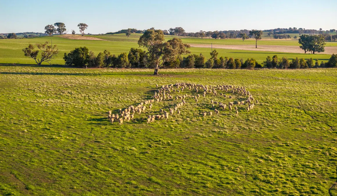 261 Paper Forest Road, Mangoplah, NSW, 2652 - Image 17