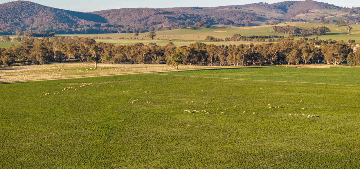 261 Paper Forest Road, Mangoplah, NSW, 2652 - Image 20