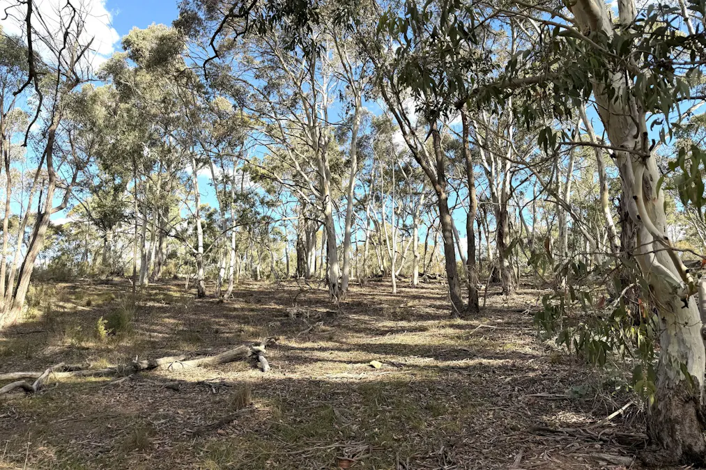 842 Red Springs Road, Ben Bullen, NSW, 2790 - Image 5